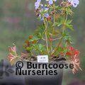 GERANIUM pratense 'Mrs Kendall Clark' 