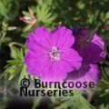 GERANIUM sanguineum  