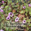 GERANIUM 'Storm Chaser'  