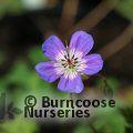 GERANIUM wallichianum 'Buxton's Variety' 