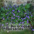 GERANIUM wallichianum 'Buxton's Variety' 