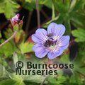 GERANIUM wallichianum 'Buxton's Variety' 