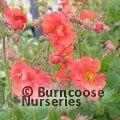 GEUM 'Scarlet Tempest'  