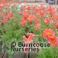 GEUM 'Scarlet Tempest'  