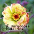 Small image of GEUM