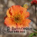 Small image of GEUM