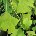 Small image of MAIDENHAIR TREE - see GINKGO