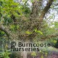 GLEDITSIA sinensis  