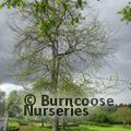 GLEDITSIA sinensis  
