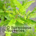 Small image of Chinese honey locust