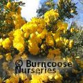 Small image of GORSE - see ULEX