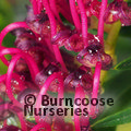 GREVILLEA 'Bronze Rambler'  