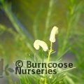 GREVILLEA gracilis 'Alba' 