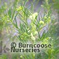 GREVILLEA gracilis 'Alba' 