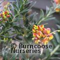 GREVILLEA 'Ignite'  