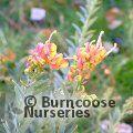 GREVILLEA 'Ignite'  