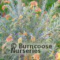 GREVILLEA 'Ignite'  