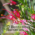 GREVILLEA juniperina  