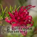GREVILLEA juniperina  