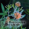 GREVILLEA olivacea  