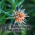 GREVILLEA olivacea  