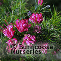 GREVILLEA 'Olympic Flame'  