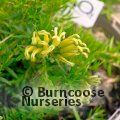 Small image of GREVILLEA