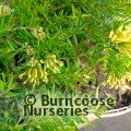 GREVILLEA prostrata 'Aurea' 