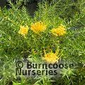 GREVILLEA prostrata 'Aurea' 