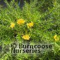 GREVILLEA prostrata 'Aurea' 