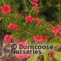 GREVILLEA rosmarinifolia  