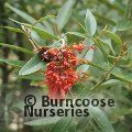 GREVILLEA victoriae  