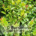 Small image of Racemose Griselinia
