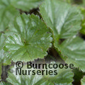 GUNNERA magellanica  