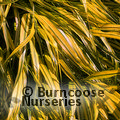 Small image of HAKONECHLOA