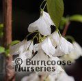 Small image of HALESIA