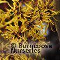 HAMAMELIS mollis 'Jermyns Gold' 