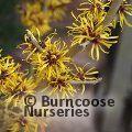 HAMAMELIS mollis 'Jermyns Gold' 