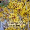 HAMAMELIS mollis 'Jermyns Gold' 