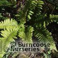 HARDY FERNS Polystichum braunii 