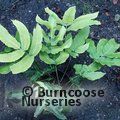 Small image of HARDY FERNS