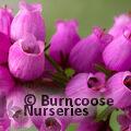 HEATHERS Erica cinerea 'Joseph Murphy' 
