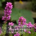 HEATHERS Erica cinerea 'Joseph Murphy' 