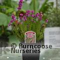 HEATHERS Erica cinerea 'Joseph Murphy' 