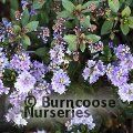HEBE 'Caledonia'  