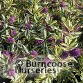 HEBE x franciscana 'Variegata' 