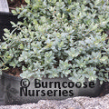 HEBE pinguifolia 'Pagei' 