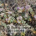 HEBE pimeleoides 'Quicksilver' 