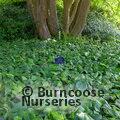 HEDERA colchica 'Sulphur Heart' 