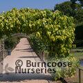 HEDERA colchica 'Sulphur Heart' 